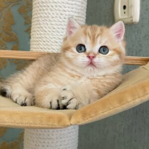 British Shorthair Kittens