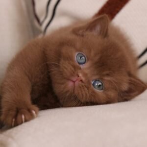 British shorthair for sale