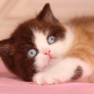 British Shorthair Kittens