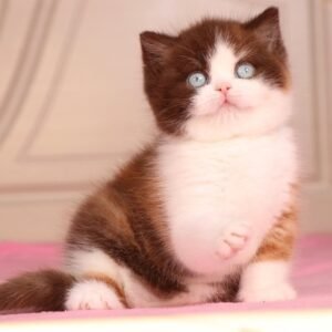 British Shorthair Kittens
