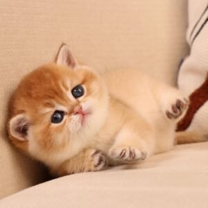 Bella british shorthair