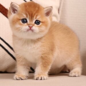british shorthair
