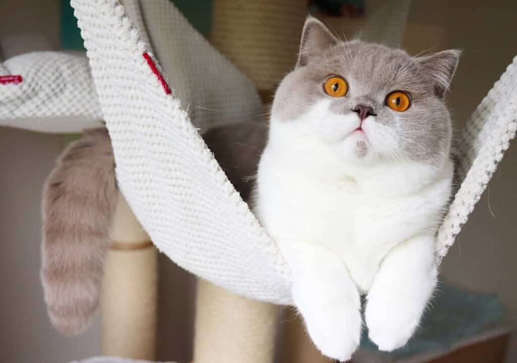Fawn-Colored British Shorthair