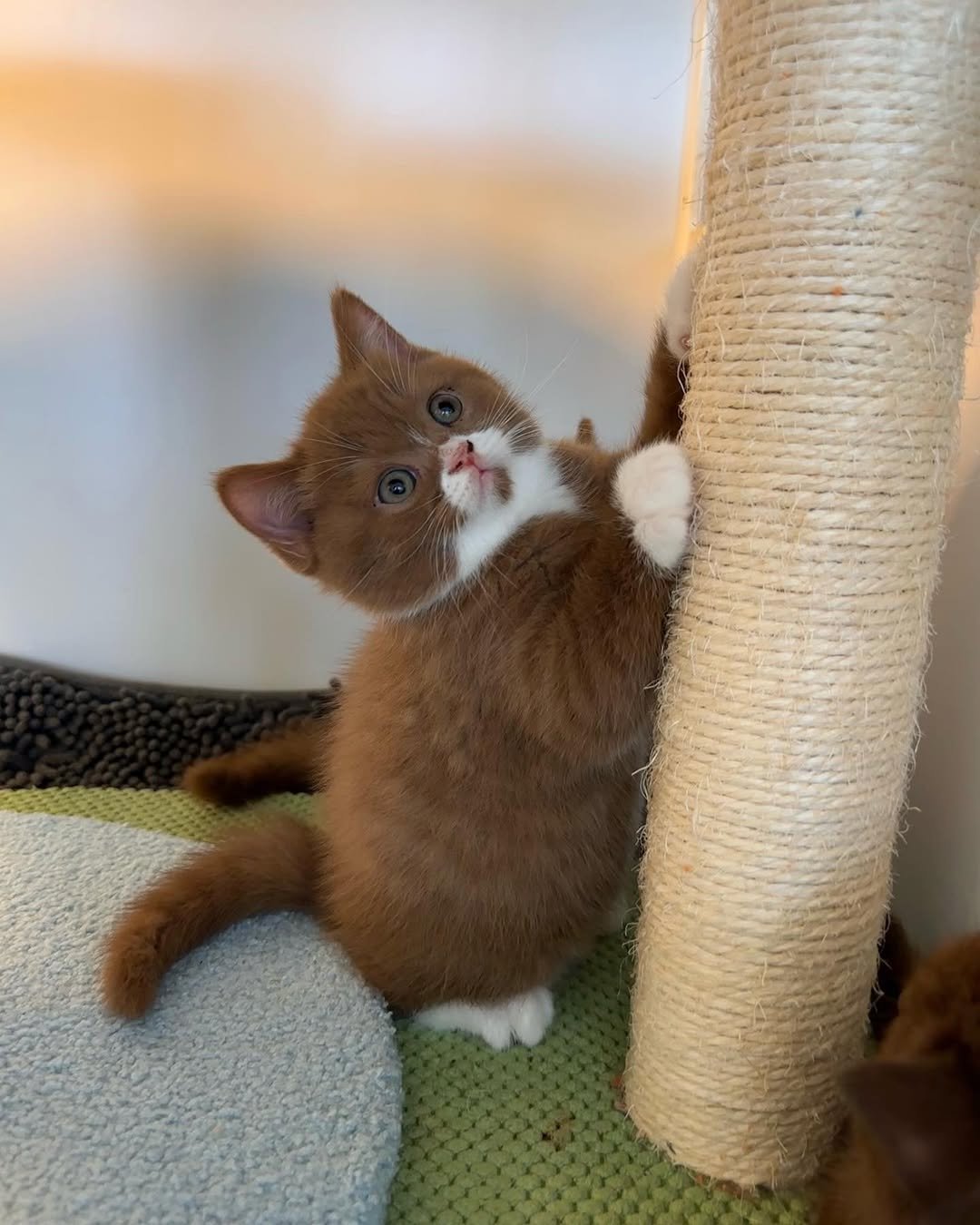 British Shorthair for Sale