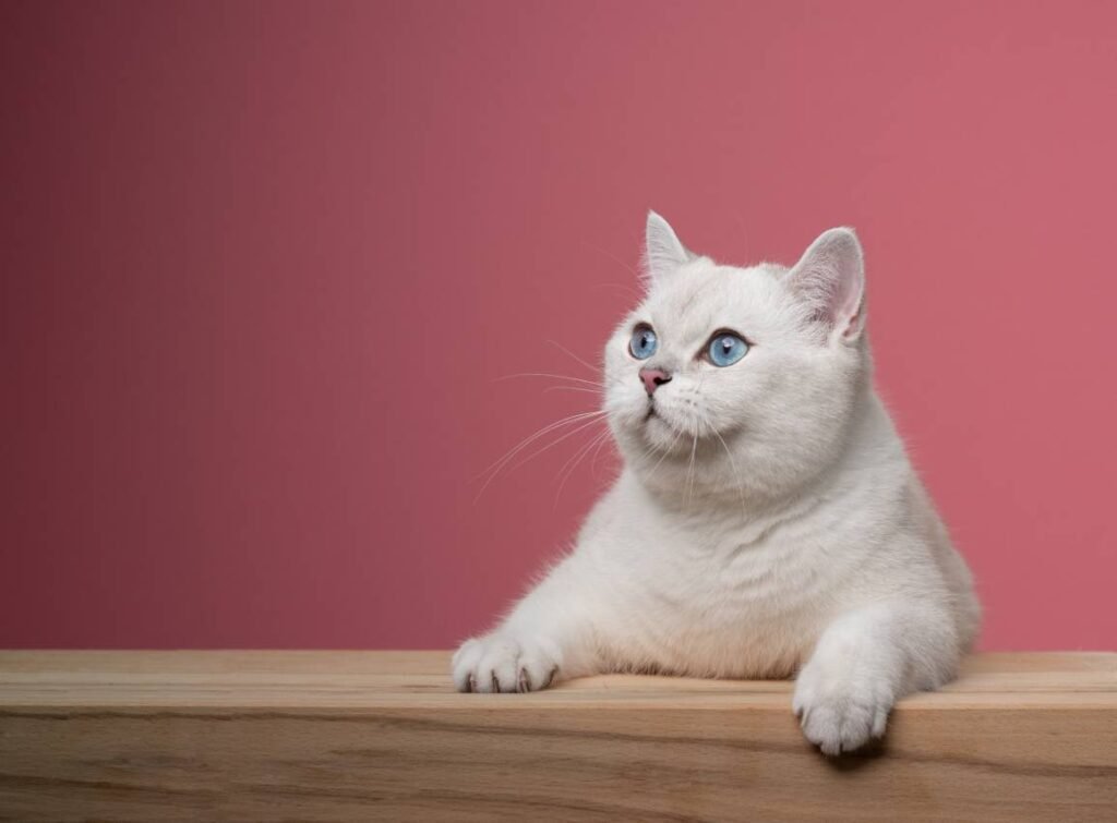 British Shorthair Kitten 