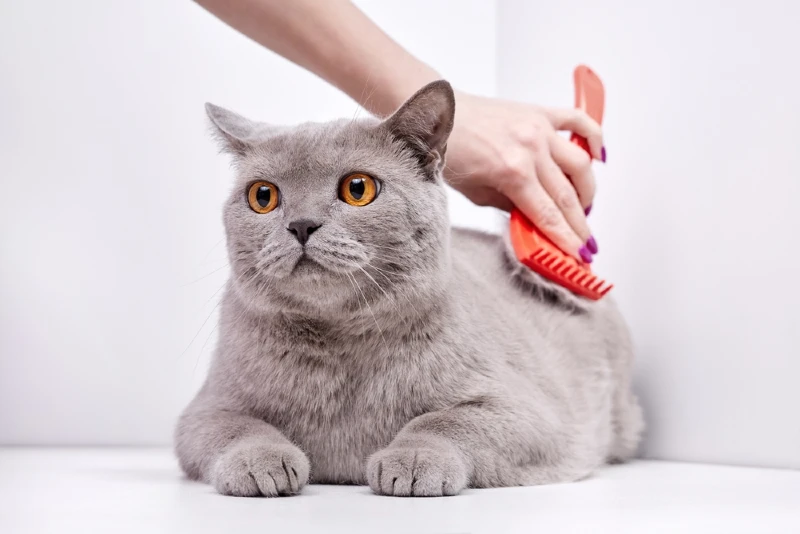 Grooming Routine