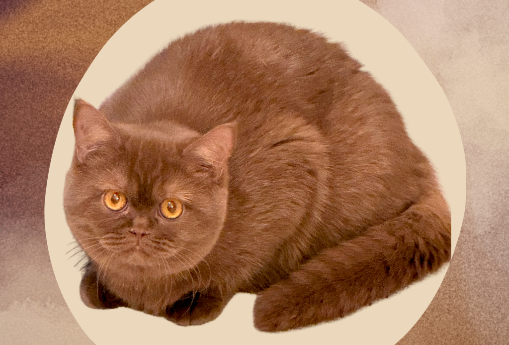Brown British Shorthair cat