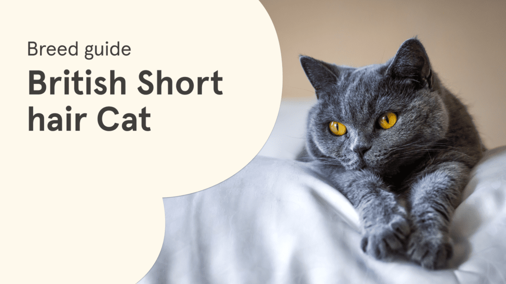 British Shorthair Guide