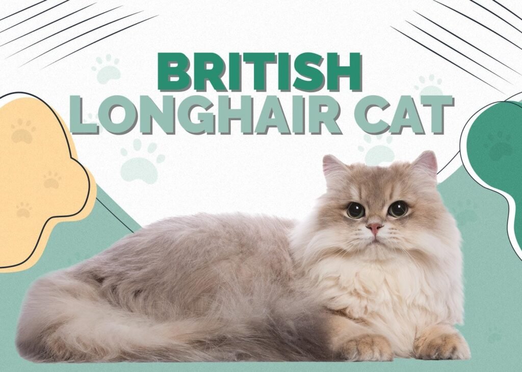 British Longhair Cat for sale