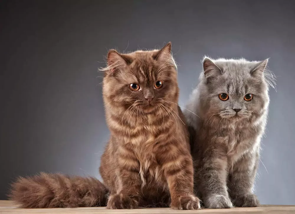 British Longhair Kittens
