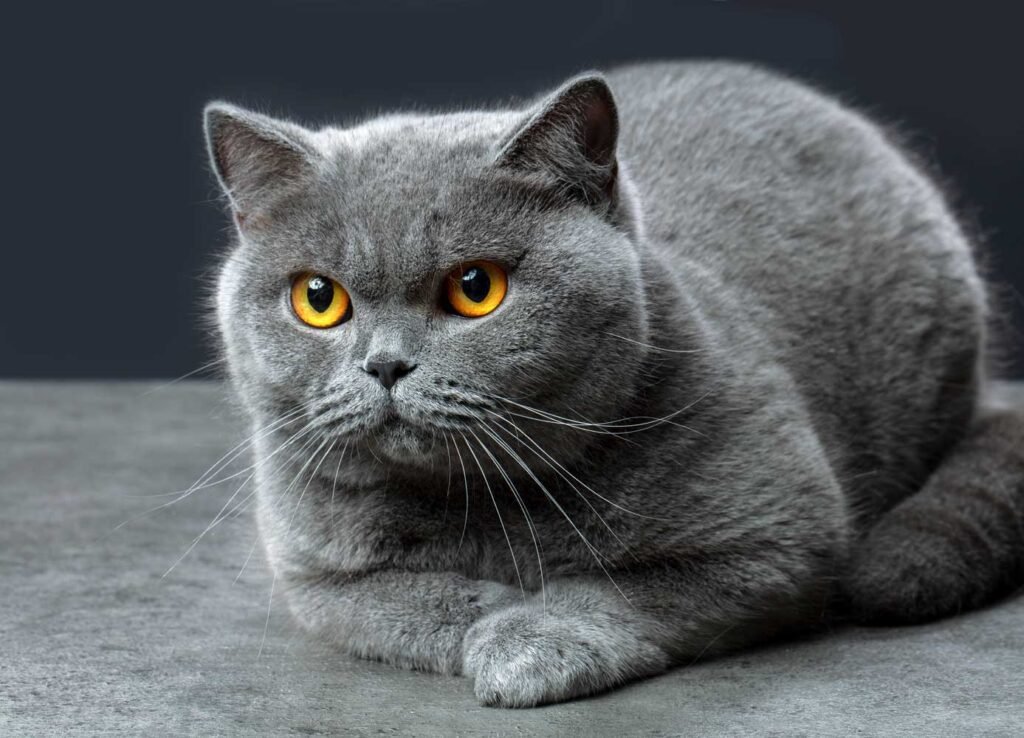 British Shorthair for Adoption Guide