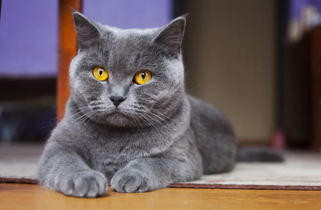  British Shorthair Kitten UK