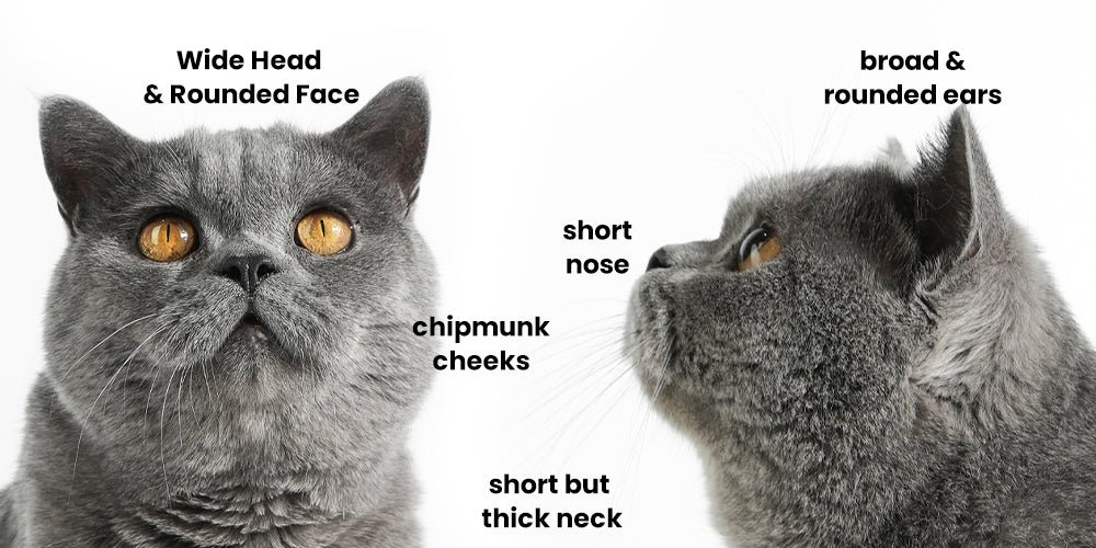 British Shorthair Personality
