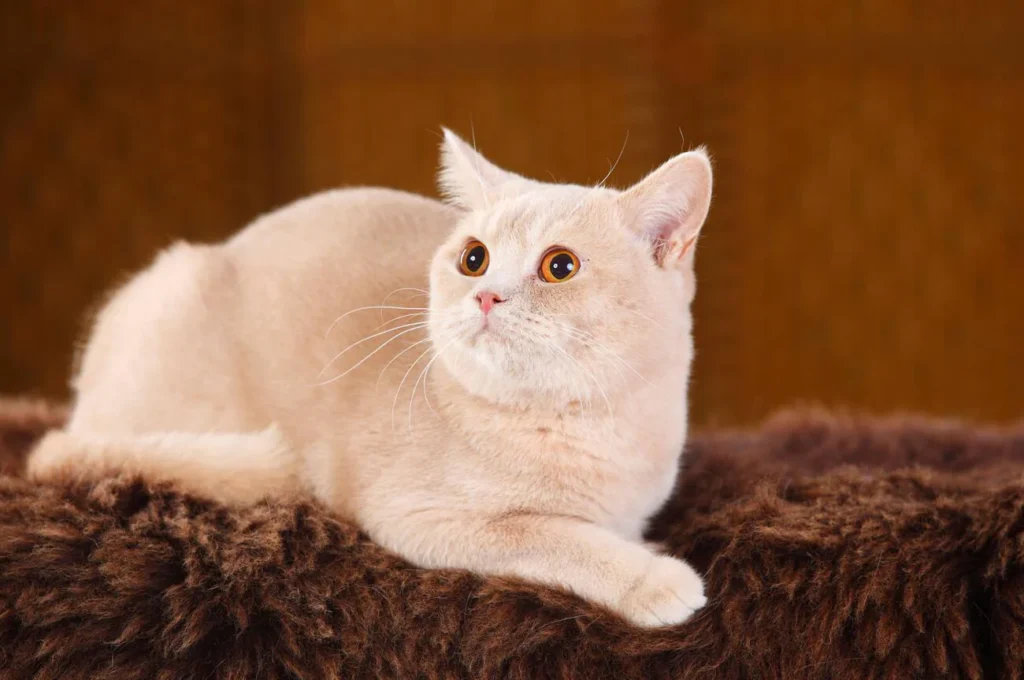 Cream Shorthair kitten