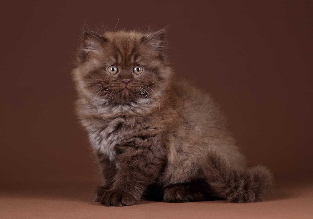 Longhair Kitten