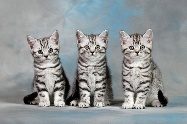British Shorthair Tabby