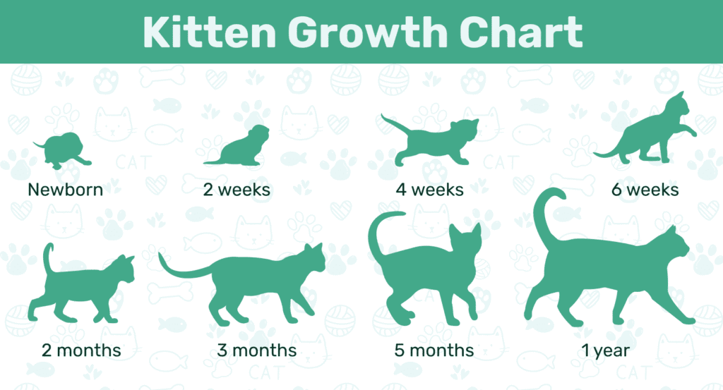 Kitten Growth Chart