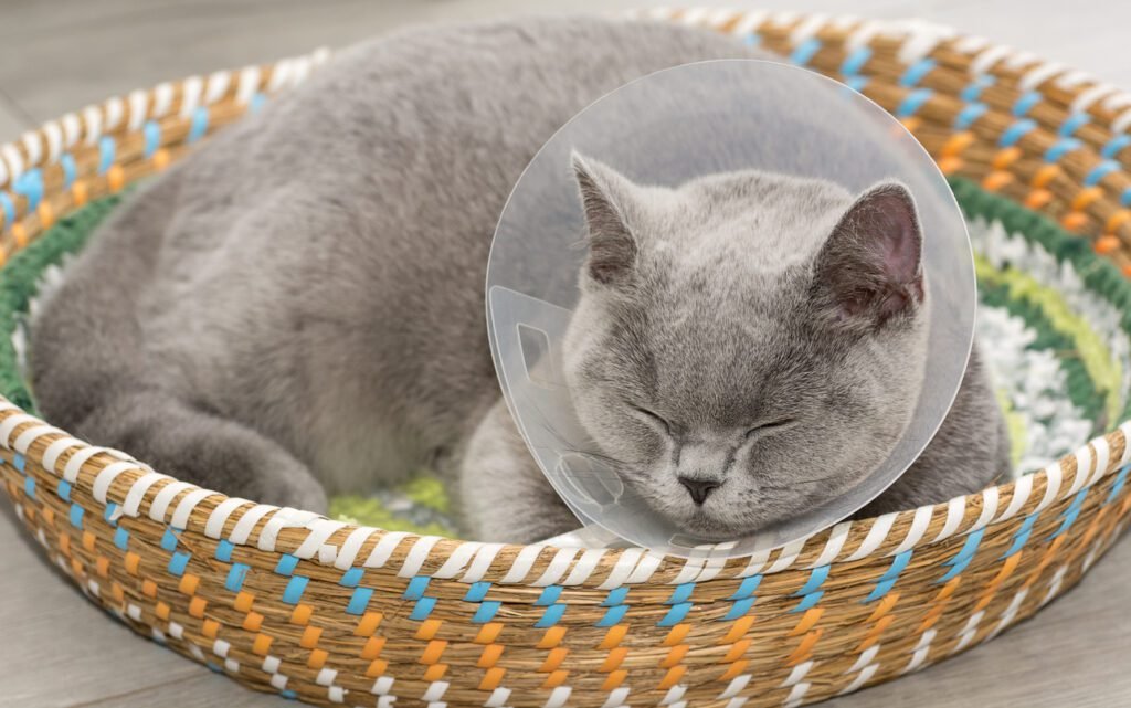 best age to spay or neuter a British Shorthair