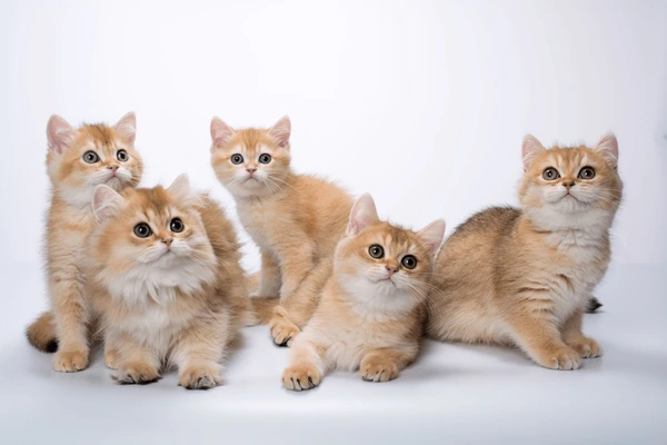 Cream British Shorthair Kitten