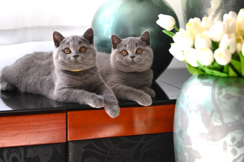 British Shorthair cat for sale UK