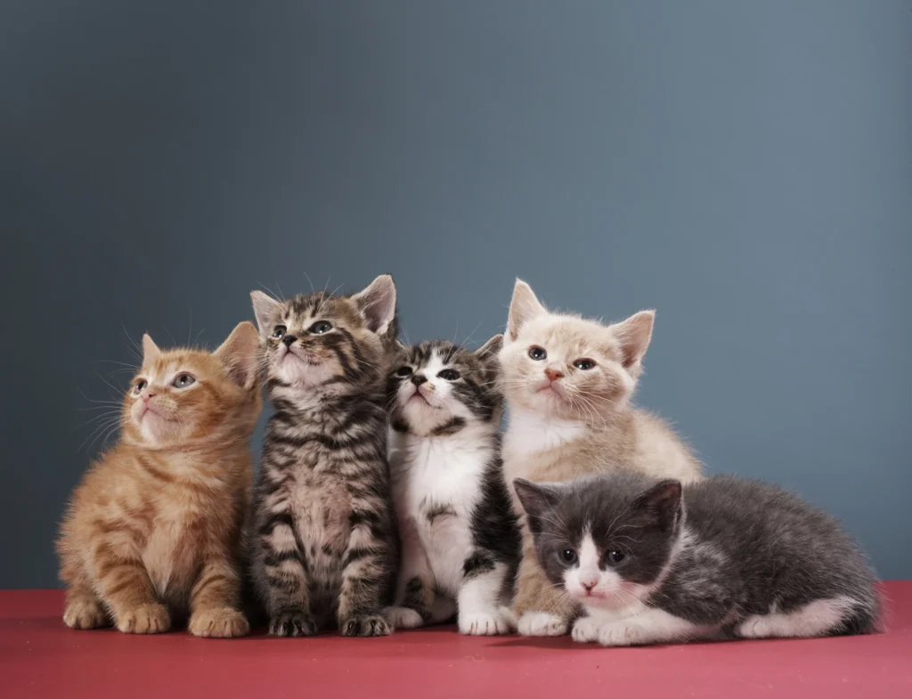 how to train a British Shorthair kitten