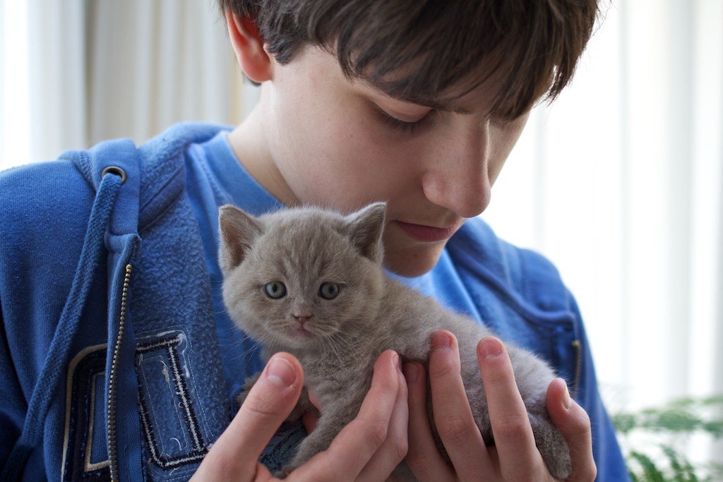 Fel d 1 British Shorthair
