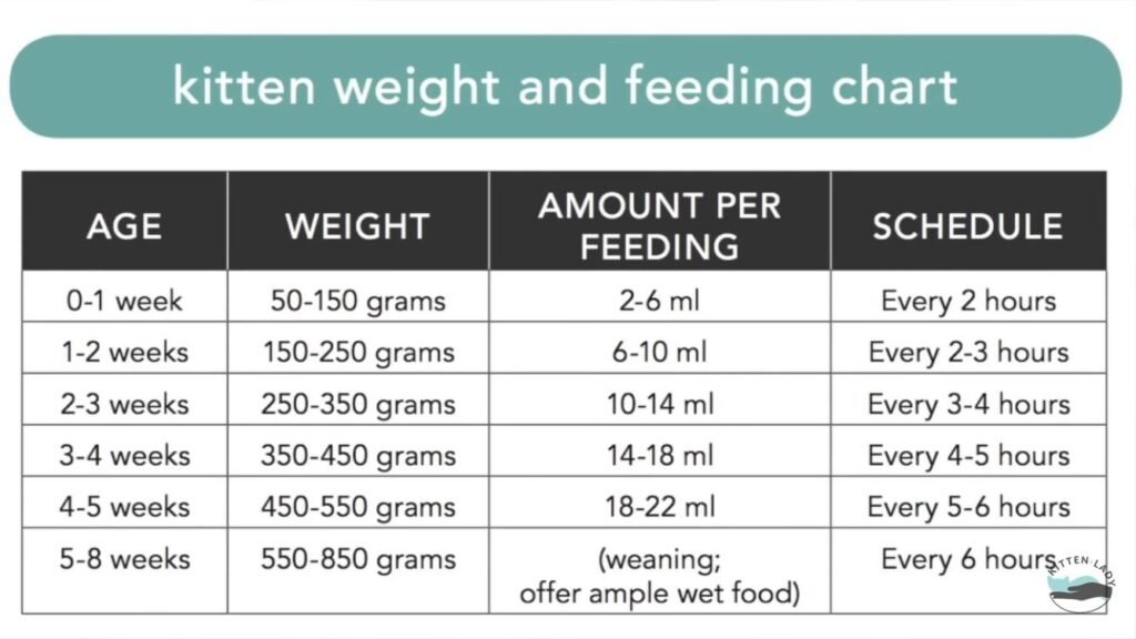 Kitten Feeding Chart