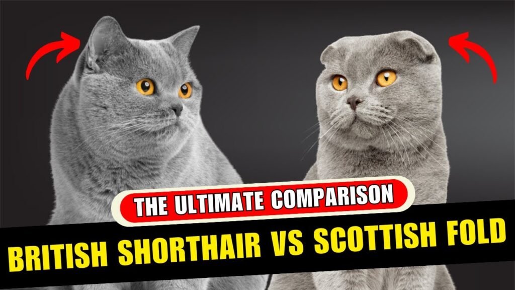British Shorthair vs Scottish Fold