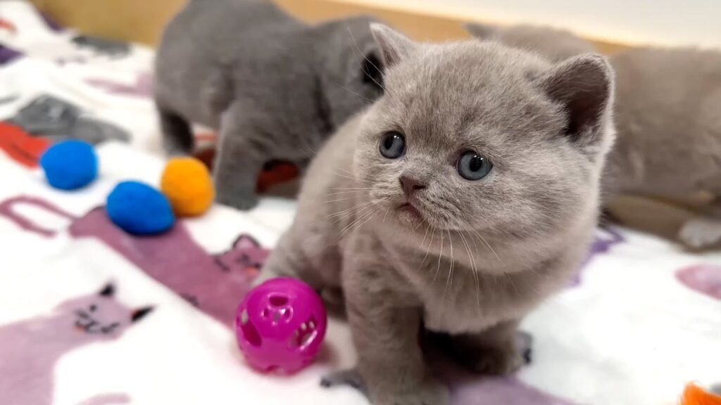 British Shorthair kitten exercise