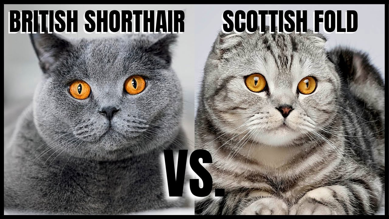 British Shorthair vs Scottish Fold