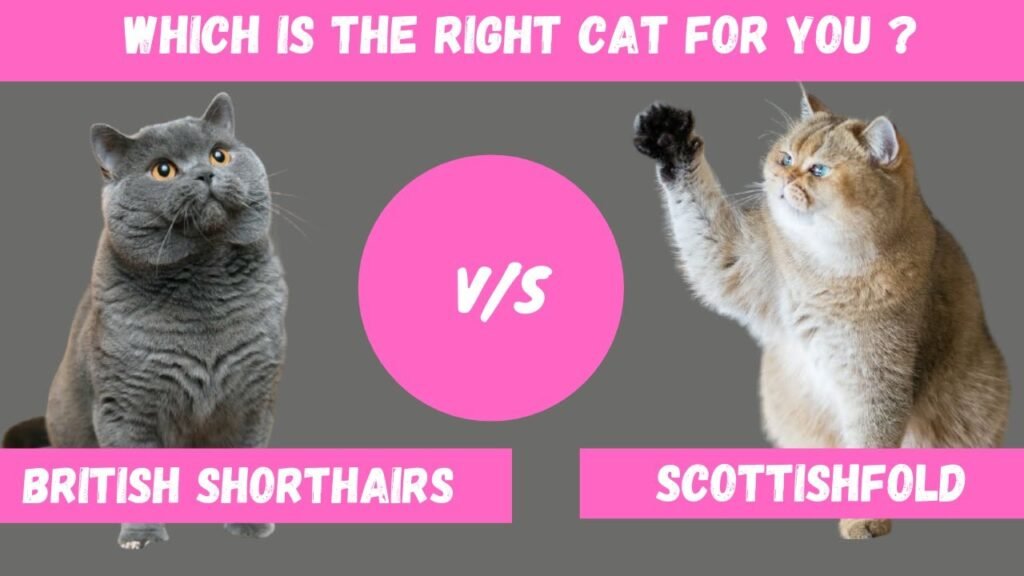 British Shorthair and Scottish Fold