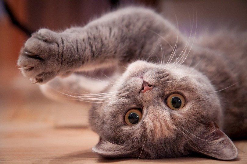 British Shorthair cats hypoallergenic