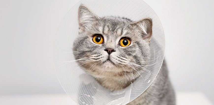 When to Spay or Neuter Your British Shorthair