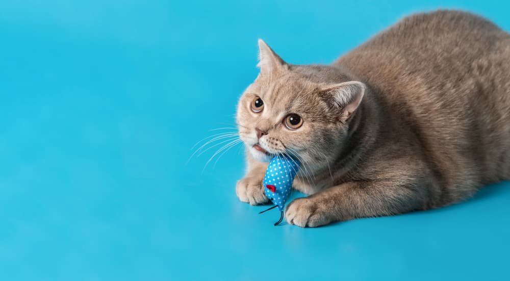 how to train a British Shorthair kitten