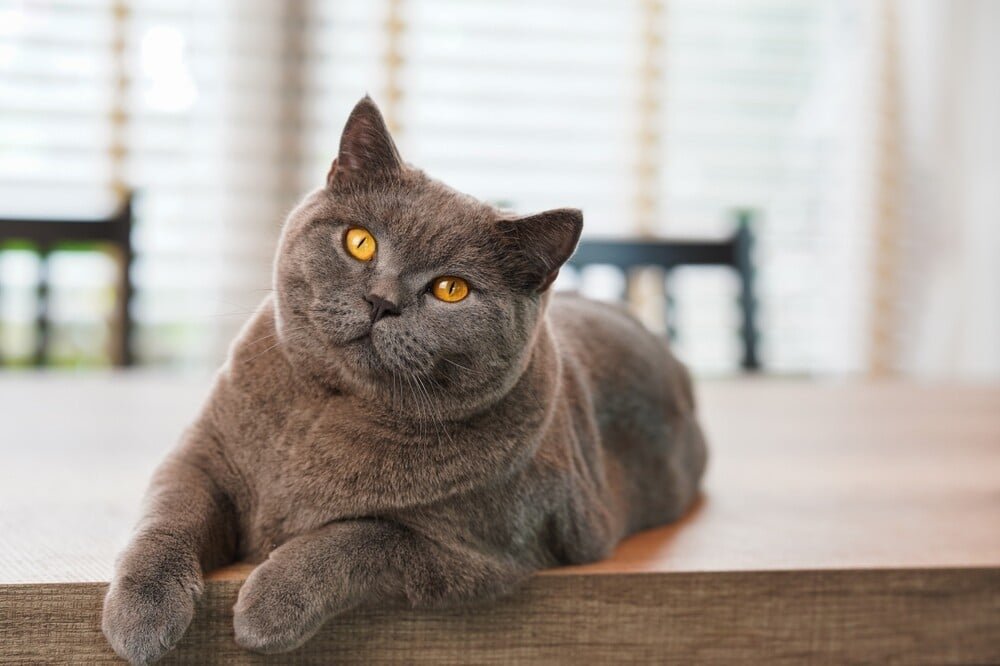 neuter a British Shorthair