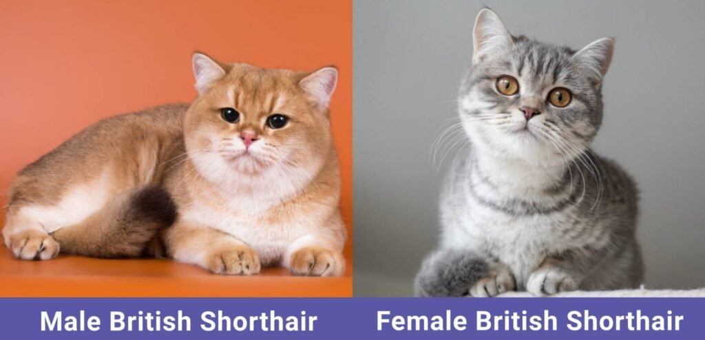 Male vs Female British Shorthair Comparison Guide