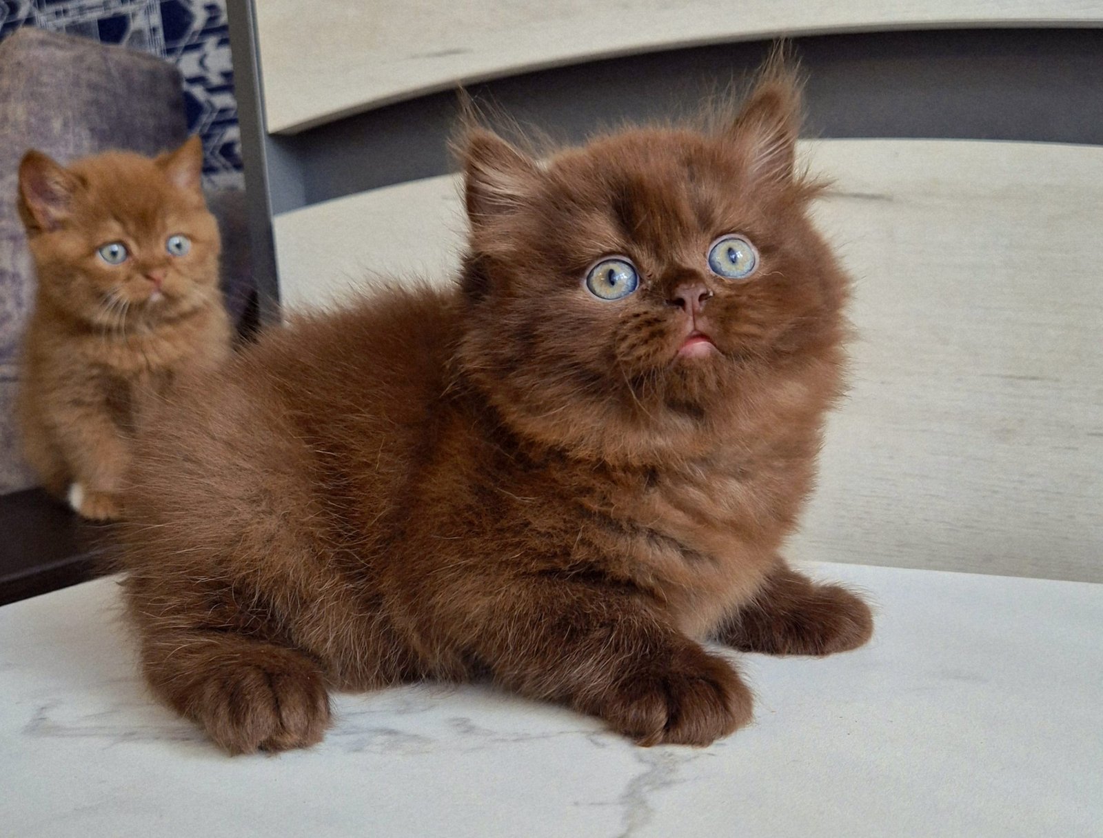 chocolate British Shorthair Kitten