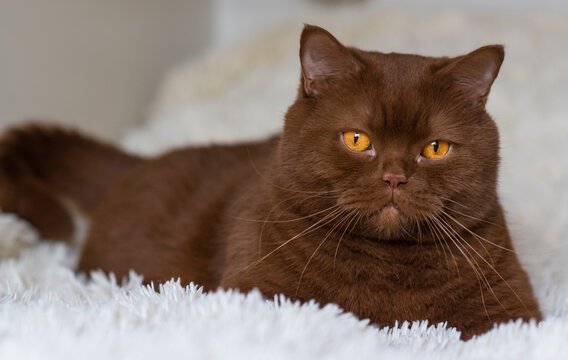 chocolate British Shorthair cat