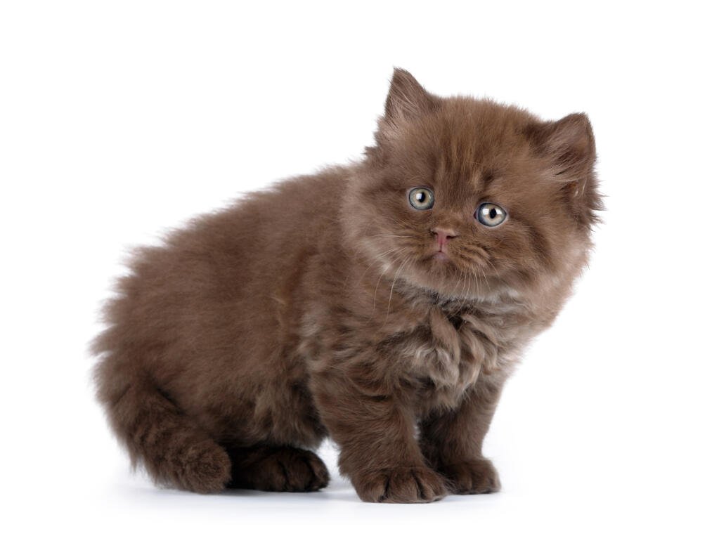 chocolate British Shorthair