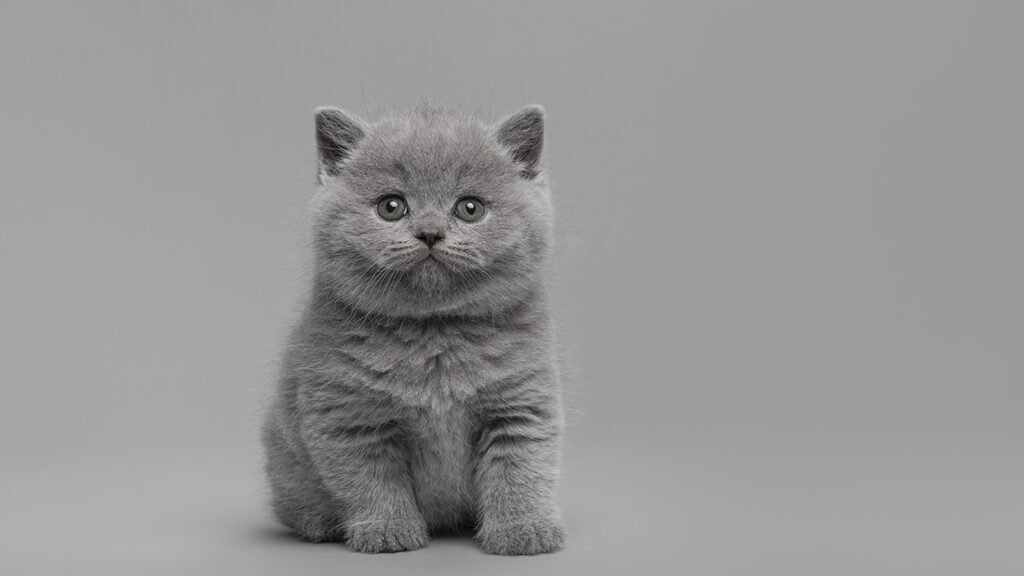 British Shorthair facts