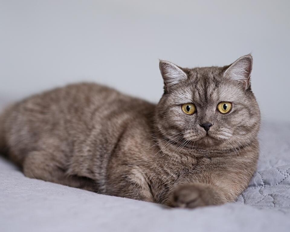 bsh kitten for sale