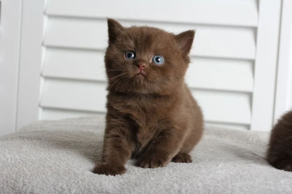 chocolate BSH for sale