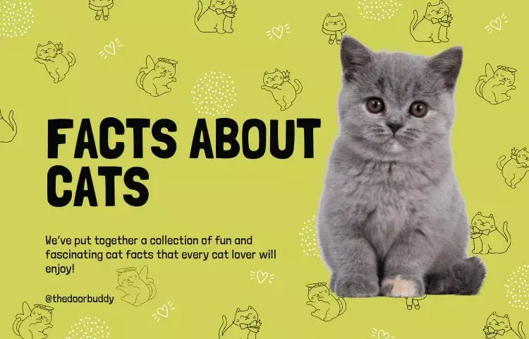 British Shorthair facts