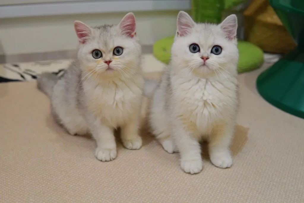 Blue-eyed British Shorthair kitten