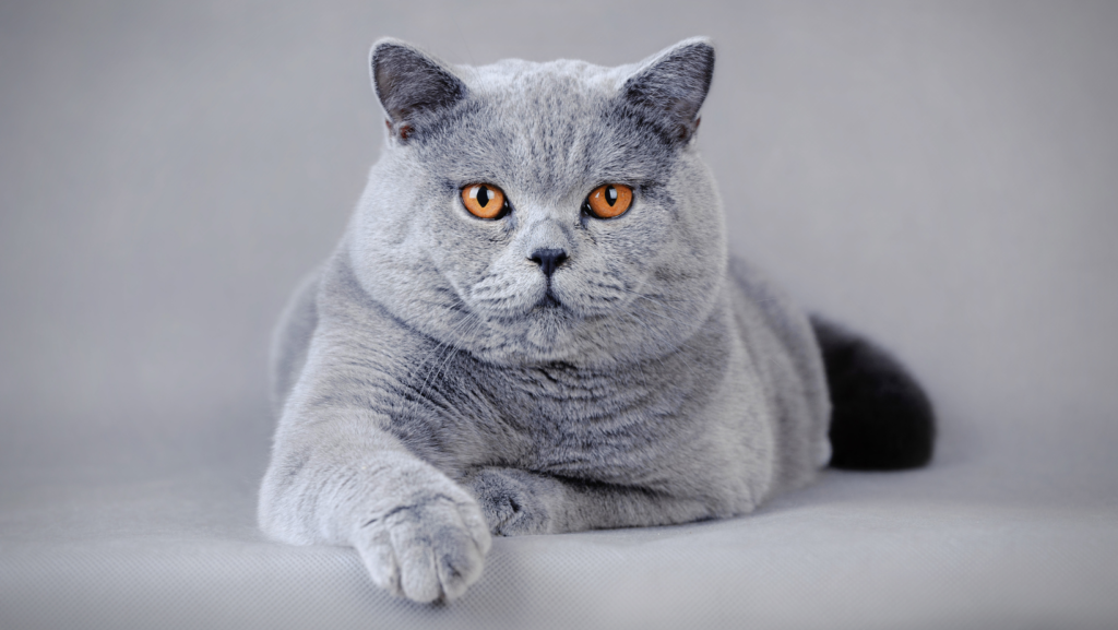 English Shorthair Cat for Sale