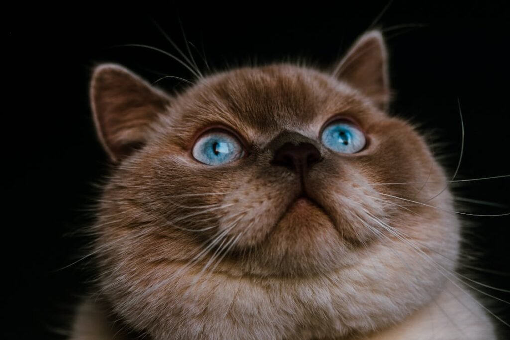 British Shorthair kitten with blue eyes
