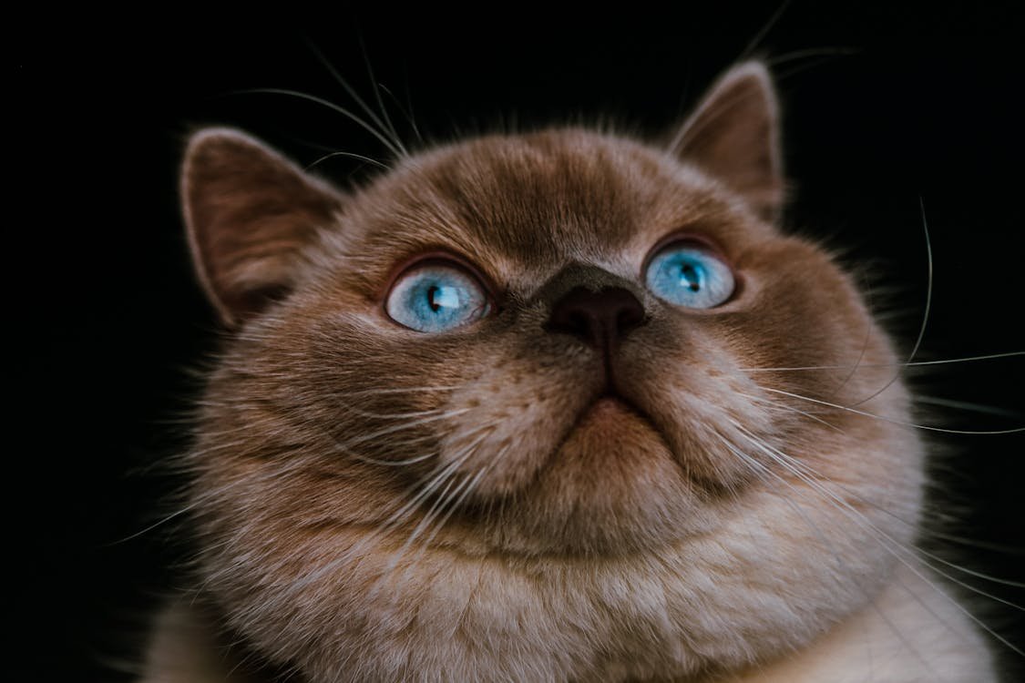 British Shorthair kitten with blue eyes