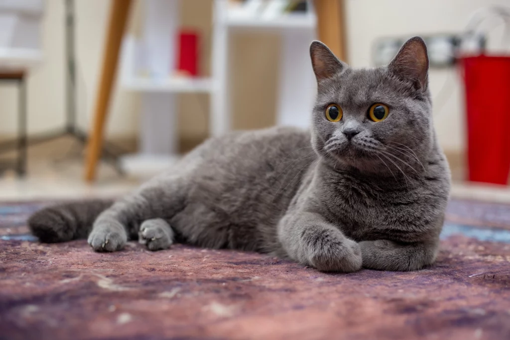 Other Apartment Cats