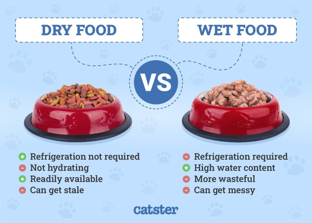 Wet vs Dry Food for kitten
