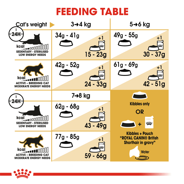 Cat Feeding Schedule